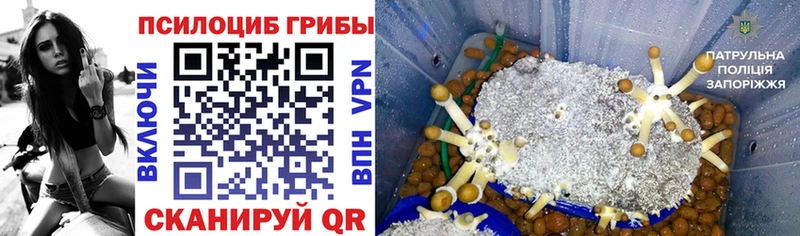 Галлюциногенные грибы Psilocybe  Медногорск 